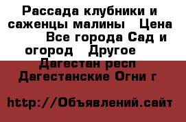 Рассада клубники и саженцы малины › Цена ­ 10 - Все города Сад и огород » Другое   . Дагестан респ.,Дагестанские Огни г.